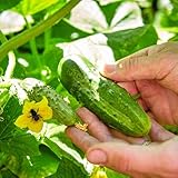150 Pc Semillas De Pepino Al Aire Libre - Comprar Plantas De Pepino, Regalos Sostenibles, Semillas De Hortalizas Viejas Invernadero Orgánico De Semillas De Pepino, Plantas De Jardín