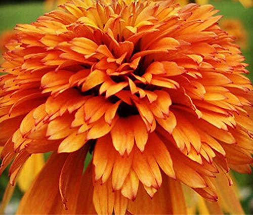 Germinazione dei Semi: Molto raro marmellata di Arance Echinacea perenne Echinacea Semi 200pc