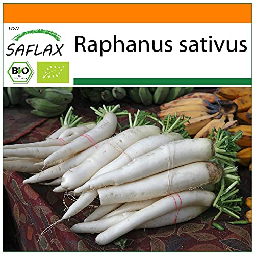 SAFLAX - Garden in the Bag - Ecológico - Rábano - Daikon japonés - 100 semillas - Con sustrato de cultivo en un sacchetto rigido fácil de manejar. - Raphanus sativus