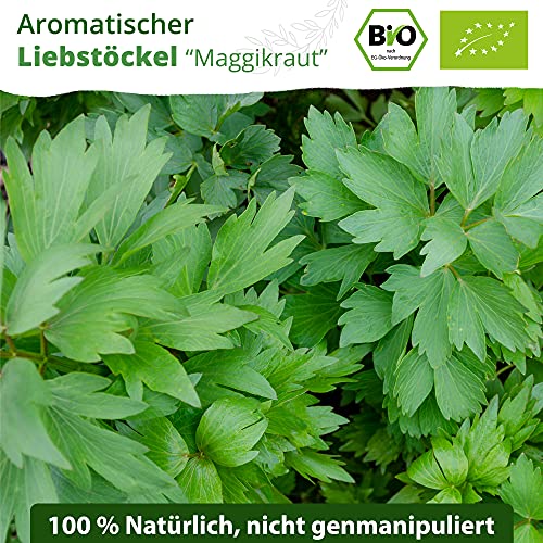 Little Plants BIO-Liebstöckelsamen (Levisticum officinale) Maggikraut | BIO-Kräutersamen | Nachhaltige Verpackung aus Graspapier | Kräuter-Samen | BIO-Saatgut für ca. 80 Liebstöckel-Pflanzen - Image 3