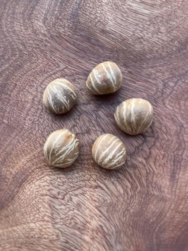 パキラの種 5粒 採れたて新鮮