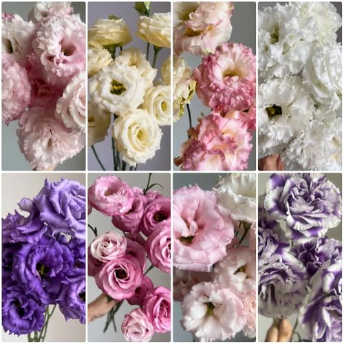 Semillas de Lisianthus, de interior Decoración de jardín para exteriores de verano perennes 850pcs