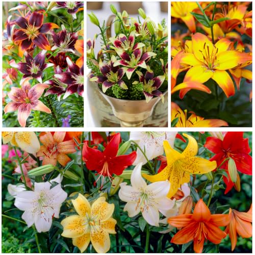 Bulbi di giglio asiatico Collezione da sogno per la primavera, confezione da 15 pezzi in 5 varietà e colori, mix di bulbi di giglio resistenti dall'Olanda per la coltivazione in giardino grandi)