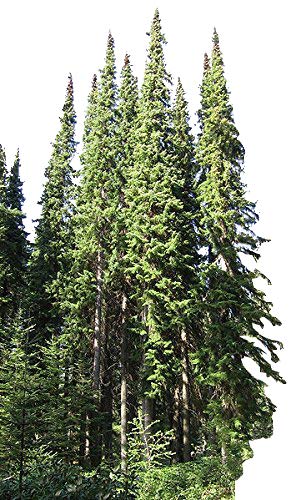 Serbische Fichte -Picea omorika- 25 Samen Serbische Fichte -Picea omorika- 25 Samen