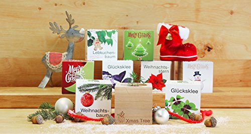 Celebrations Ecocube, Sonnenblume Bio Samen, Holzwürfel Mit Lasergravur «Für Dich Soll Immer Die Sonne Scheinen», Nachhaltige Geschenkidee & 296275 Ecocube Glücksklee, Pflanzen Im Holzwürfel - Image 8
