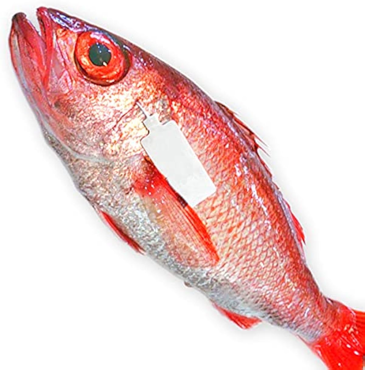 人気の商品 魚水島 のどぐろ 新潟 日本海産 ノドグロ 1900g以上 1尾 生冷凍 魚水島 鮮魚 通販 直売卸売 Www Littleshopp Com