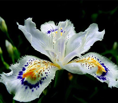 Japanese Iris Japonica Flowers Seeds 100PCS White Iris Orchid seeds Japanese