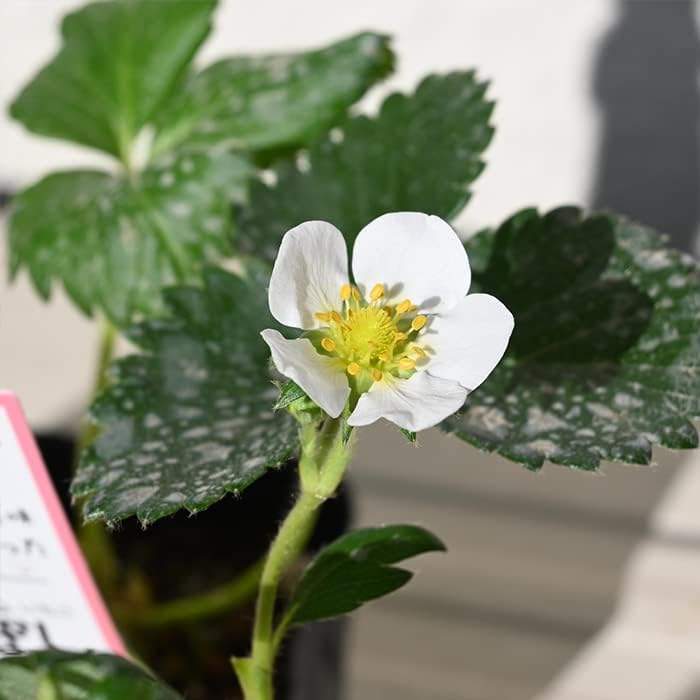 イチゴ苗 家庭で楽しむいたご苗四つ星いちご3個苗 (3種セット 章姫