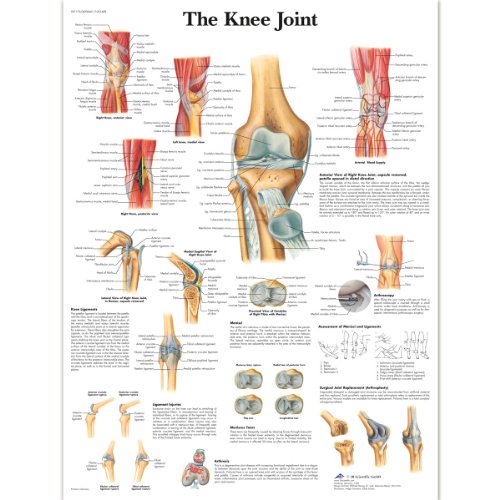 3B Scientific – Laminé Articulation du Genou Affiche – Anatomie & Pathologie – Poster Protégé contre UV et Poussière pour Étude, Enseignement et Cliniques