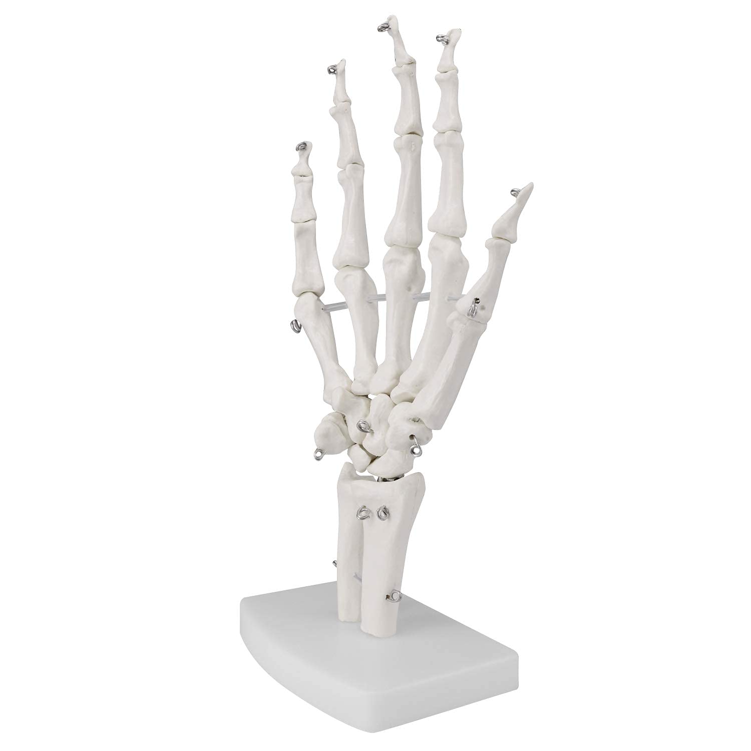 Modello di Anatomia Scheletia Umana Modello di Articolazione Umana 1: 1 Modello di Osso Manuale E Modello Anatomico Naturale Dell'articolazione del Gomito