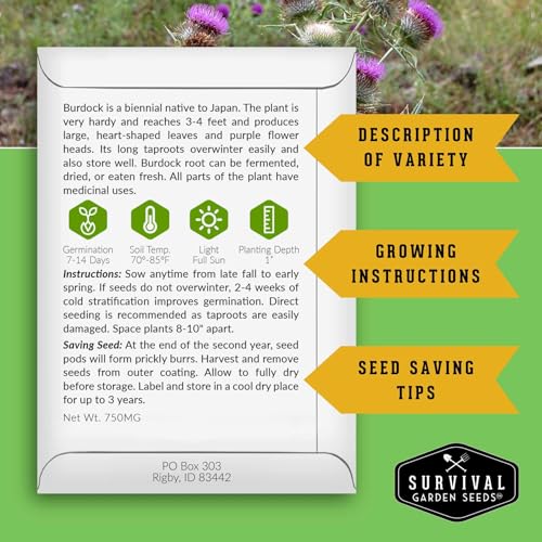 Burdock Root Seeds for Planting – Grow GOBO (Arctium lappa) Heirloom Root Vegetable – Non-GMO Medicinal Herb for Home Gardens – Survival Garden Seeds (5 Packs)