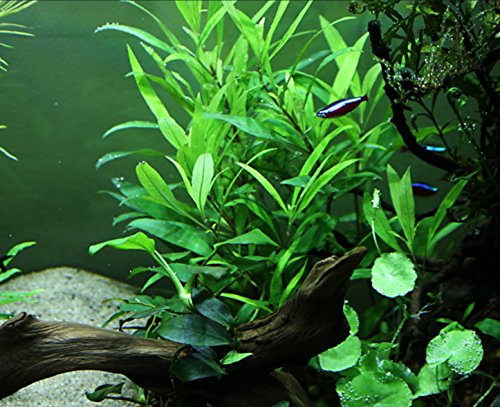 Greenpro 3-Bundles Hygrophila Corymbosa Siamensis | Dwarf Nomaphila Live Aquatic Water Aquarium Plants Decoration Freshwater Fish Tank #TOP3