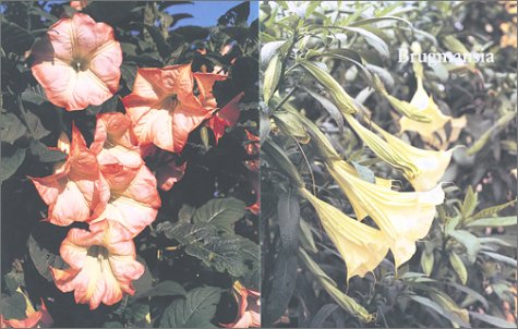 Brugmansia and Datura: Angel's Trumpets and Thorn Apples