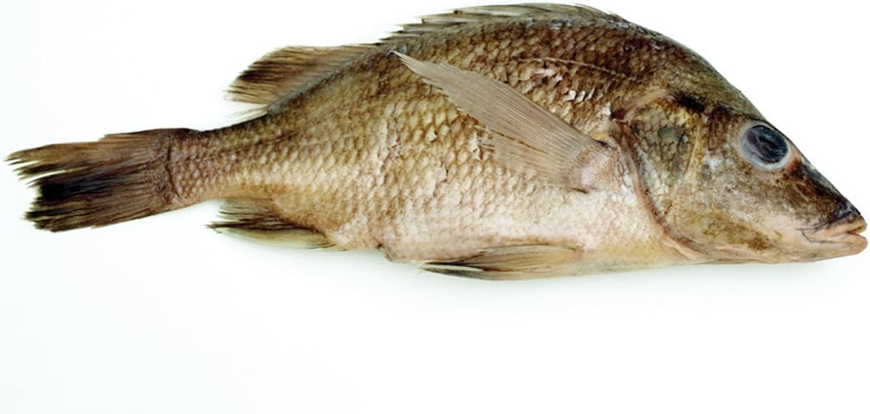 Anatomy Lab Perch Specimen for Dissection, for Biology Classrooms, Plain Injection 7-9 Inches, Vacuum Pack of 10