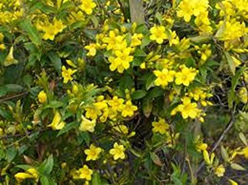 5 Live Plants Carolina Jasmine 12"- 18" Long (Carolina Jessamine)