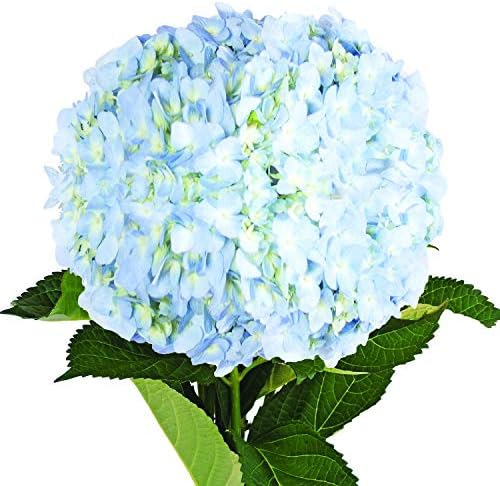 Farm Fresh Natural Blue Hydrangeas- Pack 15