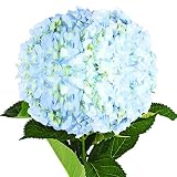 Farm Fresh Natural Blue Hydrangeas- Pack 15