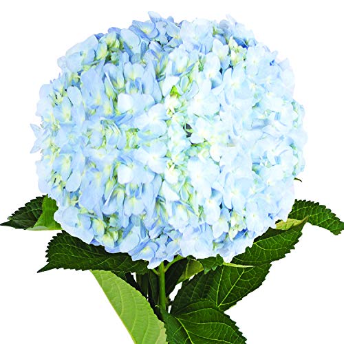 Farm Fresh Natural Blue Hydrangeas- Pack 15 #TOP2