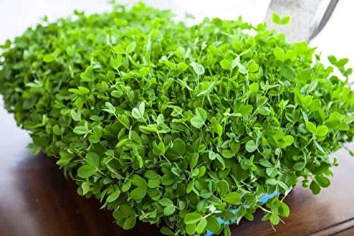 Green Pea Sprouting Seed, Non Gmo - 12 Oz - Country Creek Brand - Green Peas For Sprouts, Garden Planting, Cooking, Soup, Emergency Food Storage, Vegetable Gardening, Juicing, Cover Crop #TOP4