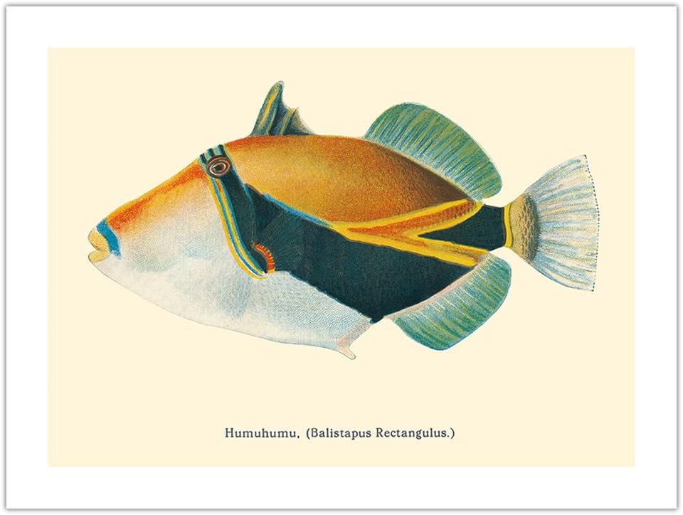 Humuhumunukunukuapua’a (Balistapus Rectangulus) - Hawaiian Reef Triggerfish - from Fishes of Hawaii - Vintage Hawaiian Color Postcard c.1905 - Bamboo Fine Art 290gsm Paper (Unframed) 12x16in