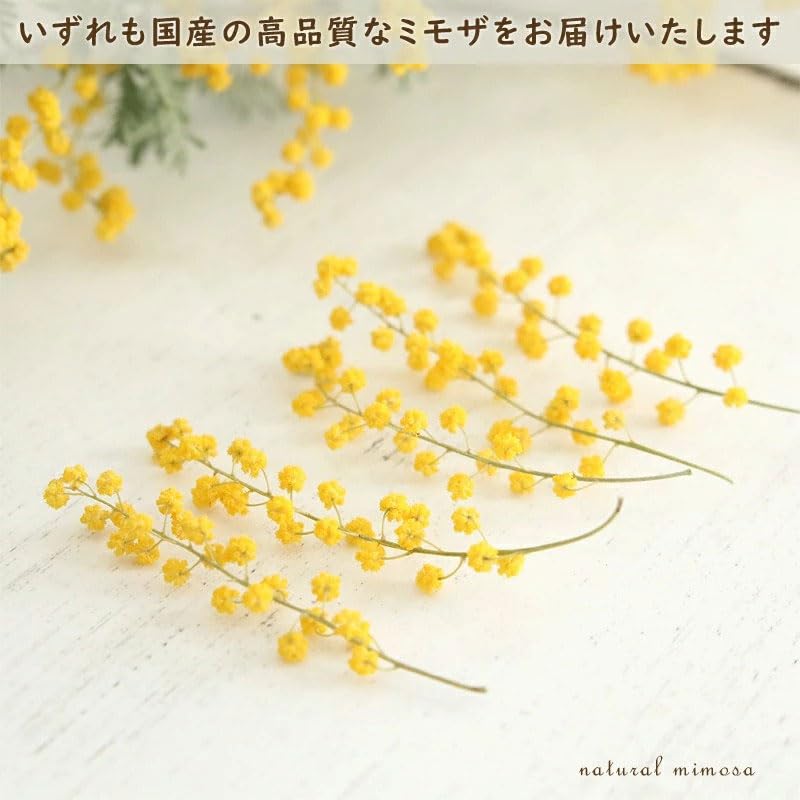 Amazon | ミモザ ドライフラワー 【A6サイズ】 アカシア (穂先20本
