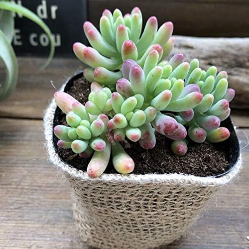 日本正規販売品 多肉植物 セダム 紅葉 乙女心 容器のまま発送価格 クーポン商品 Elms Hsbuild Com