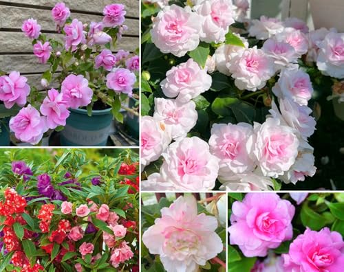 100+ Camelia Flowered Mix Impatiens Seeds Impatiens Balsamina Flowers Garden Planting
