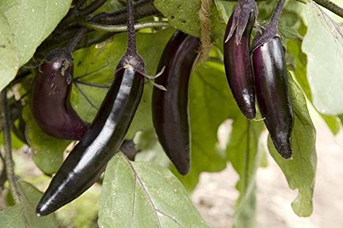 AUBERGINES - MILLIONAIRE - PLANTS seeded - 2 plants - 3' larger pots: Only Seeds