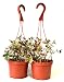 9Greenbox Goldfish Plant Hanging Basket, 6 Inch, 5 Pound (Pack of 2)
