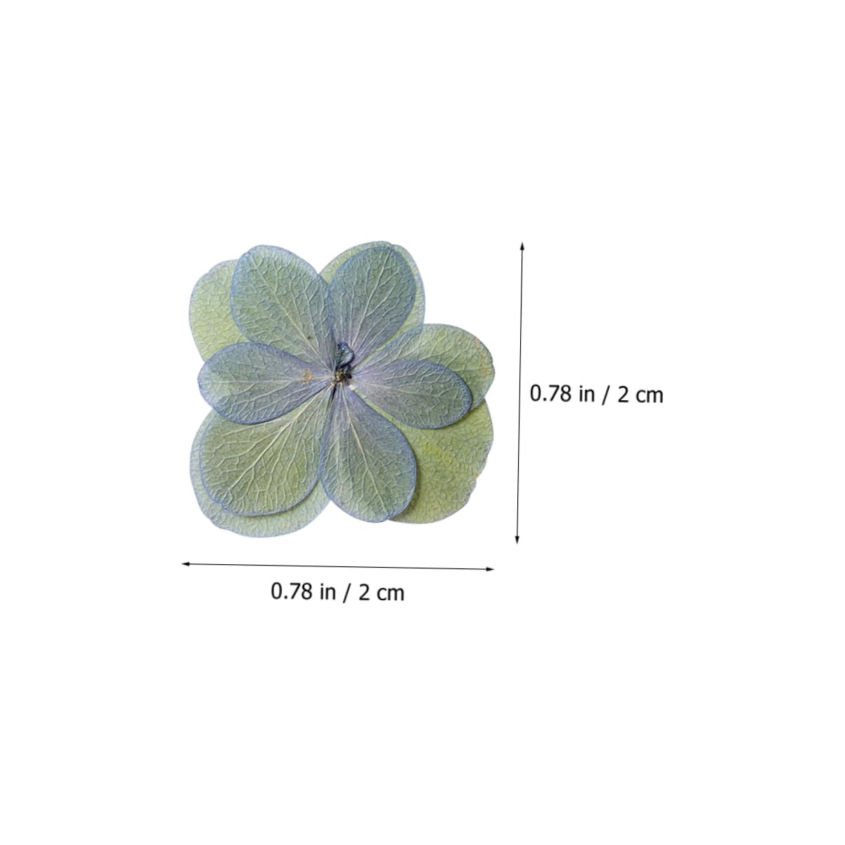 STOBAZA 150pièces Séchées Pressées pour Dried Flowers pour Décoration De Mariage Scrapbooking Et Création De Bijoux