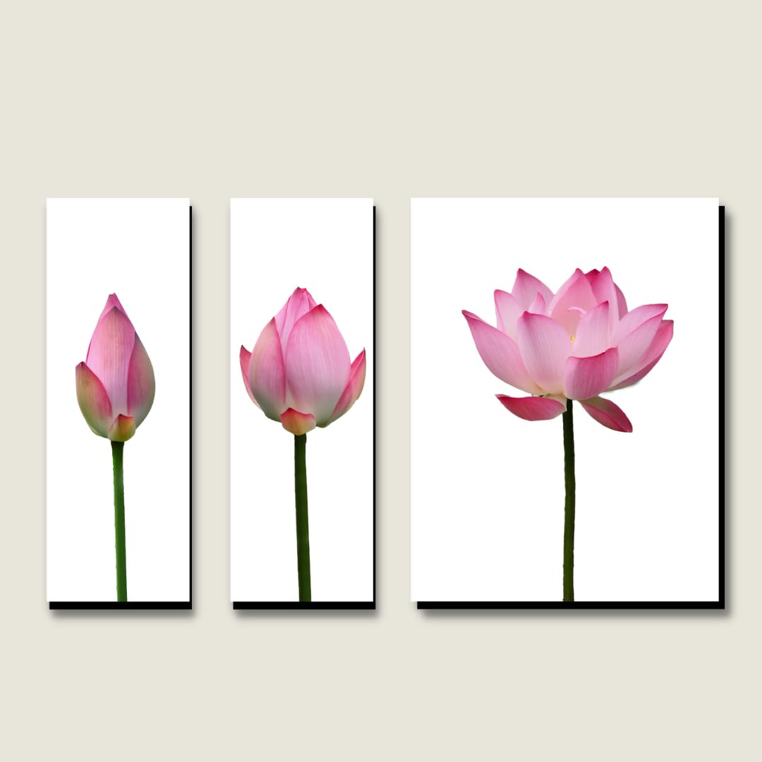 Elegant Floral Lotus Painting for Living Room Bedroom Office Room Decor - lotus flower Painting for Wall Decoration - Set of 3 Multicolor self adhessive paintings (44cm X 29cm)