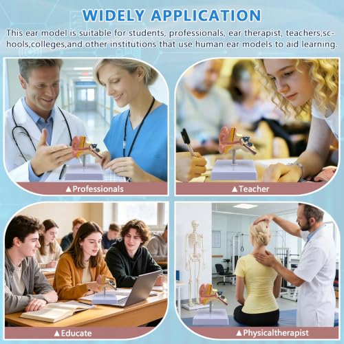 Image of 1:1 Scale Human Ear Anatomy Model with Base, Professional PVC,Outer Middle Inner Ear Structure Simulation Model for Teaching Demonstration,Science Classroom,Human Anatomy Study