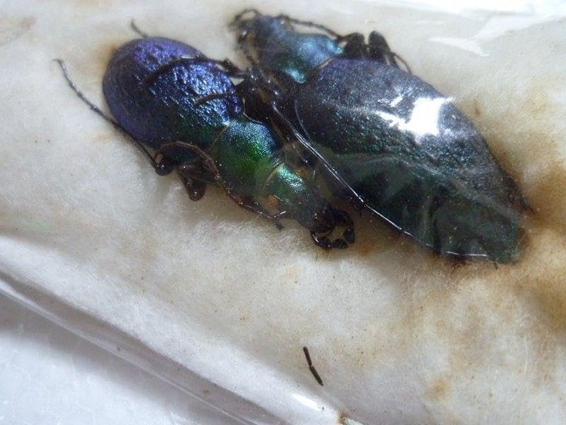 昆虫標本　キクロマトス13頭セット① 昆虫標本 キクロマトス13頭セット① 楽天市場】昆虫 標本 キットの通販