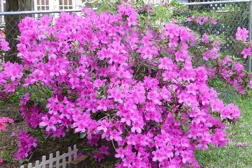 Miniatura 5 de Purple Formosa Azalea  10 plantas vivas  Formoso de rododendro  Arbusto de floración exuberante  Acento de paisaje de jardín resistente  Floraciones