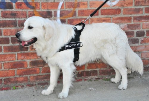 Harnais DT Universal No Pull pour stopper la traction des petits chiens