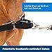 PetSafe Easy Walk-Geschirr, Anti-Zieh-Hundegeschirr, Verringert Würgen und Husten, Mit 1,8 M Leine, Größe XL, Schwarz
