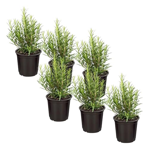 Live Herb - Rosemary (6 Per Pack) Aromatic and Health Enhancer Naturally Improves Breathing and Air Quality 8 Tall by 3 Wide in 1 Pint Pot