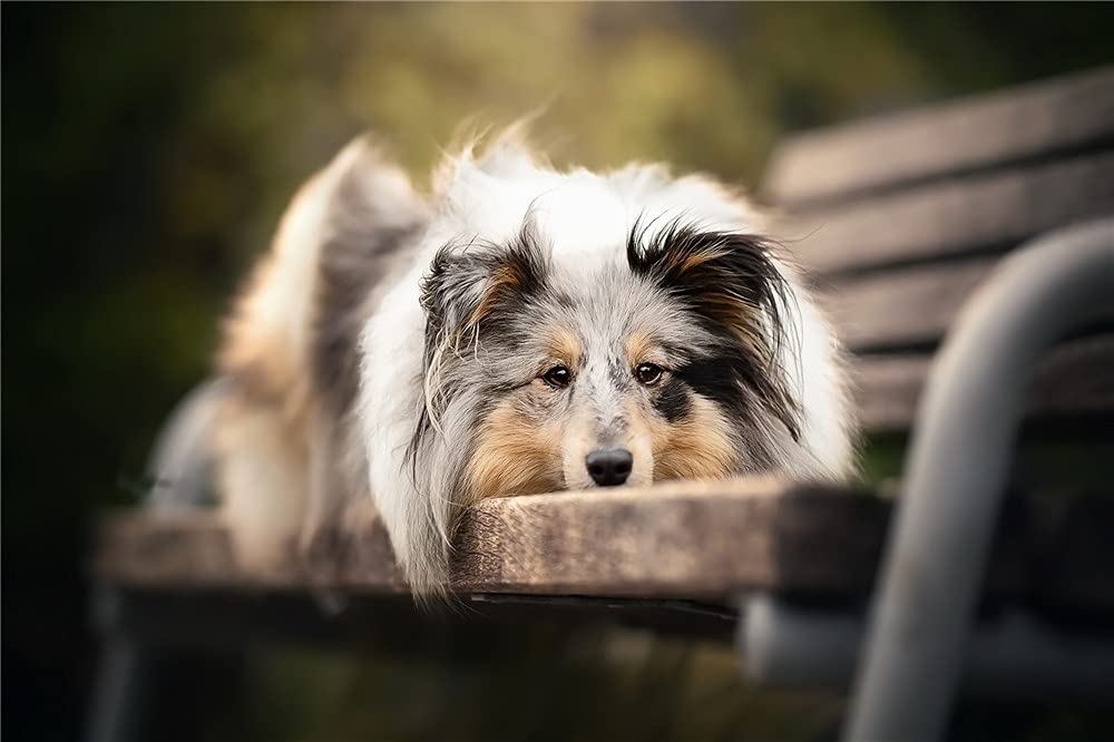 Nprzm H384 Shetland Sheepdog 5D Diy Diamond Painting Art Kit By Number Kits For Paint With Diamonds Arts Supply Canvas Wall Decor 30X40cm