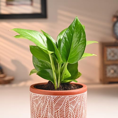 Image of FlowerAura Live Indoor Money Plant In Natural Terracotta (Mitti) Pot For Gifting, Living Room, Balcony, Table Decor, Office & Home Decor | Air-Purifying Indoor Greenery (Same Day Delivery)