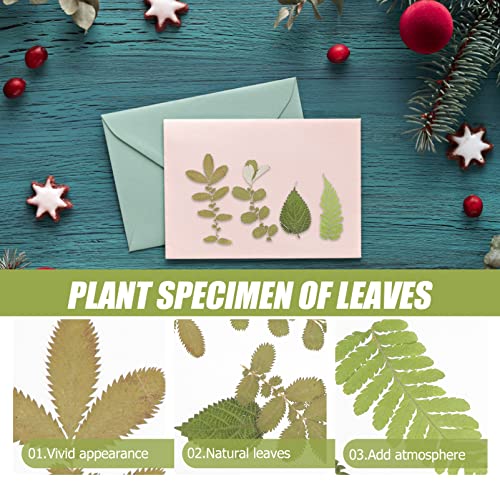 Hohopeti 1 Material De Gravação De Flores Secas Álbum De Recortes Folhas Prensadas Artesanato DIY Fo