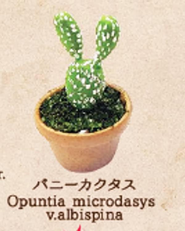 【バニーカクタス】世界の奇妙な植物たち Amazon | 【バニーカクタス】世界の奇妙な植物たち | カプセル