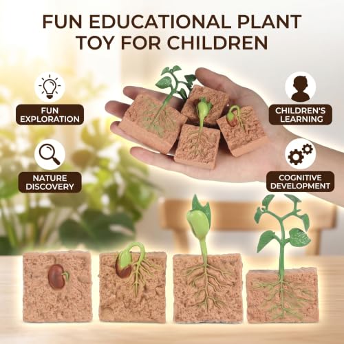 ASHATA Kit de Modèle de Croissance de Plantes de Haricots Verts, Jouets éducatifs Réalistes pour Enfants, Idéal pour la Station Scientifique à L'école, Idéal pour Le Matériel Préscolaire, Plastique – vue 4
