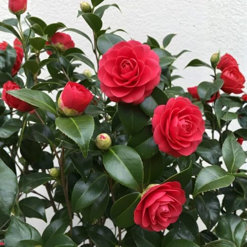 Red Camellia Flower Plant Live in 4 Inch Pot - 6-10 Inch Tall Camellia Japonica Shrub Flower Plant for Outdoor Garden Patio Landscape