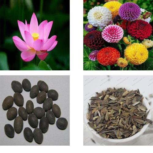 Lotus and Zinnia Seed Pack of 20-image-42