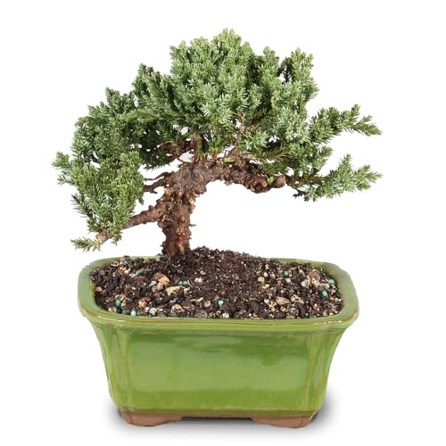 Brussel's Bonsai - Live Green Mound Juniper Bonsai Tree, Outdoor Bonsai Tree Live Plant in...