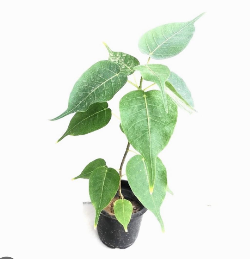 Peepal plant