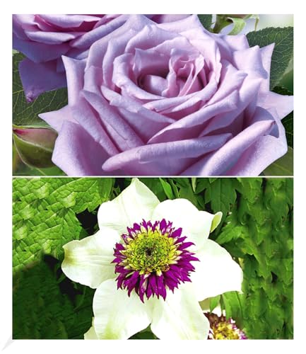 BALDUR Garten Set Clematis Florida Sieboldii & Edelrose Mamy Blue®, 2 Pflanzen Klematis und Rose, mehrjährige blühende Kletterpflanzen, winterhart, bienenfreundlich und schmetterlingsfreundlich