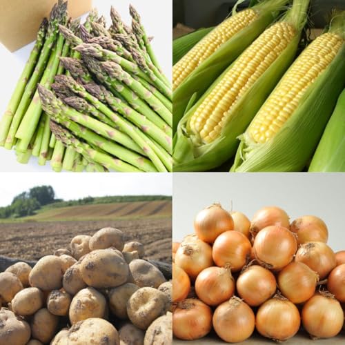 [先行予約][令和8年産 ] 美瑛の四季 野菜 定期便| アスパラ とうもろこし 食べ比べ セット 玉ねぎ 人気 ランキング いも 芋 イモ じゃがいも ジャガイモ 野菜 (白樺(小))