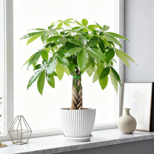 Sprout N Green 8-10\" Money Tree with 5 Lucky Braid, Live Plant with White Stripe Pot, Decoration for Indoor Home Office Tabletop Windowsill Side Table, Housewarming Christmas Gift - Thumbnail 4