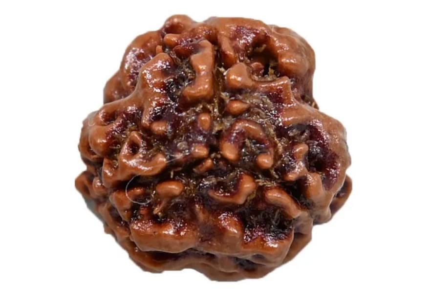 Astro Cart Pure 3 Mukhi Rudraksha Nepali Brown Holy Beads Oval Shape Three Mukhi Rudraksha तीन मुखी रुद्राक्ष with Blessings of Lord Shiva Three Face Rudraksha with Red Dori Original Certified 2